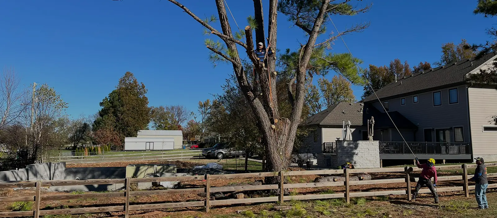 Let Our Team Take Care Of Your Tree