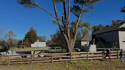 Let Our Team Take Care Of Your Tree