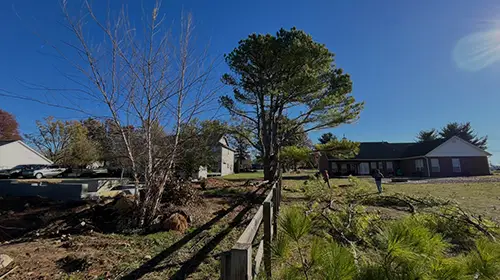 Enhance Your Property With Tree Services