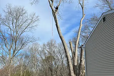 Tree Trimming / Removal