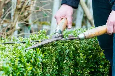 Hedge Trimming